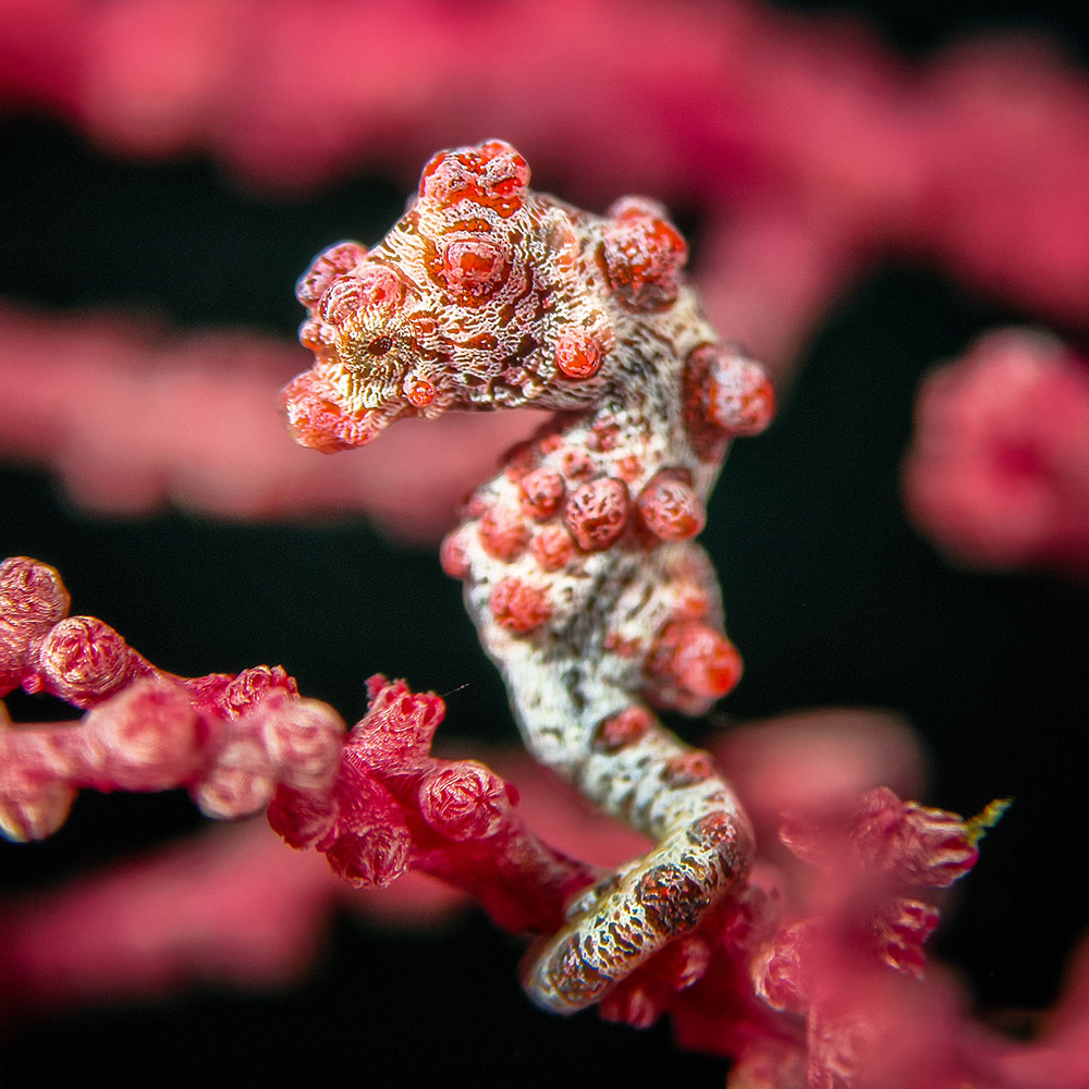 Lente super macro Pro X18 - Imagen 5