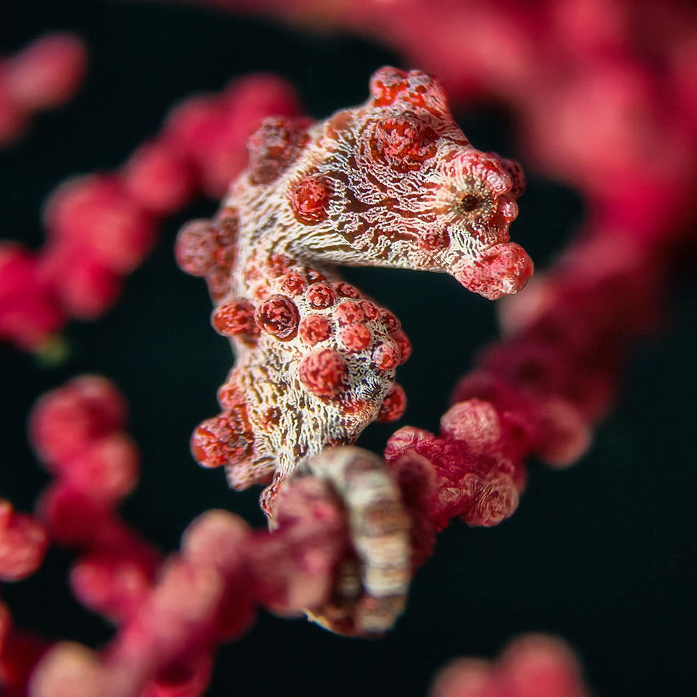 Lente super macro Pro X18 - Imagen 6
