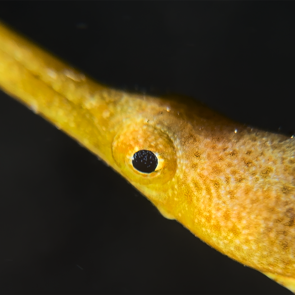 Lente super macro x8 - Imagen 3