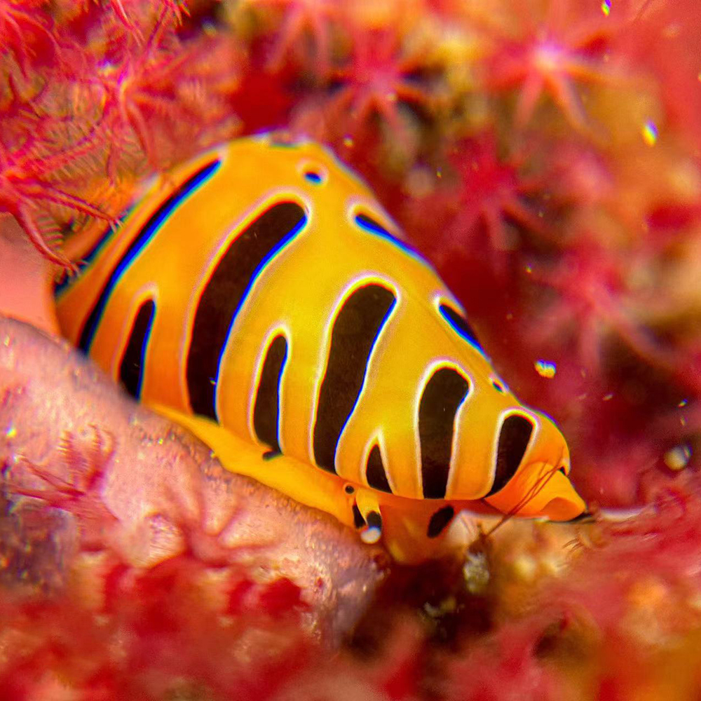 Lente super macro x8 - Imagen 4