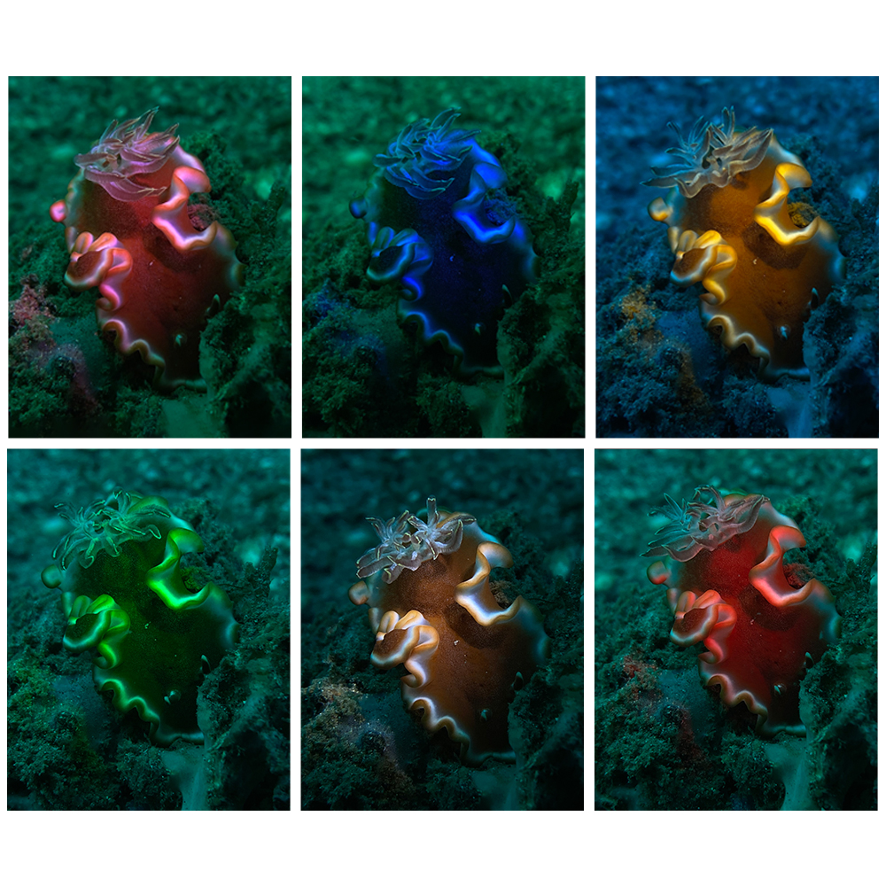 RUEDA FILTRO DE COLORES PARA SNOOT (FOCO SL20) - Imagen 7