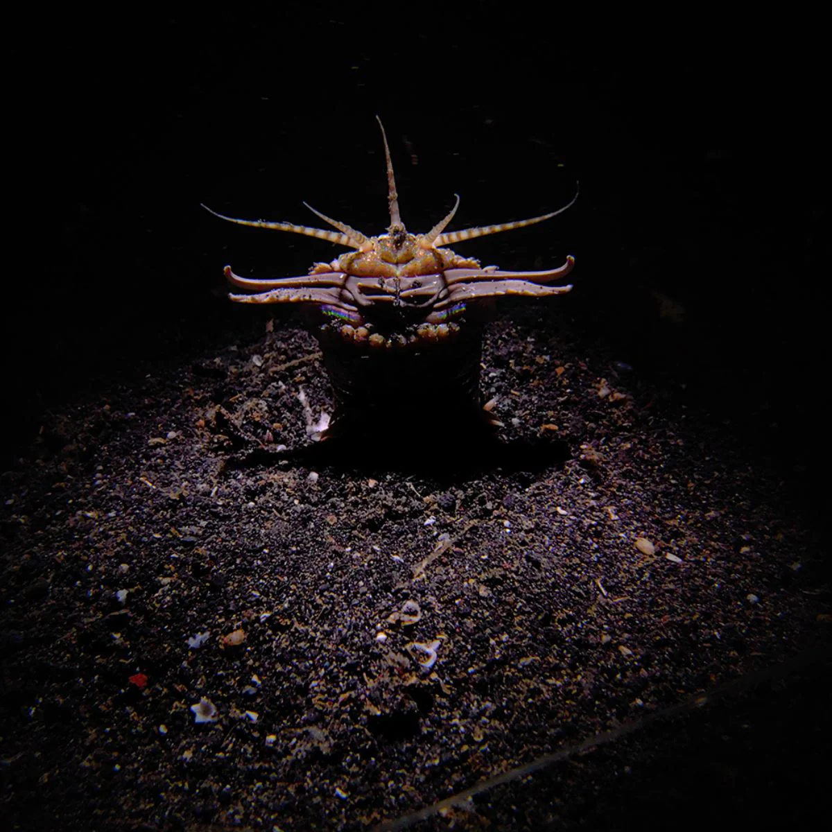 Advanced Macro Kit - Imagen 9